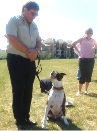 Dog paying attention to owner